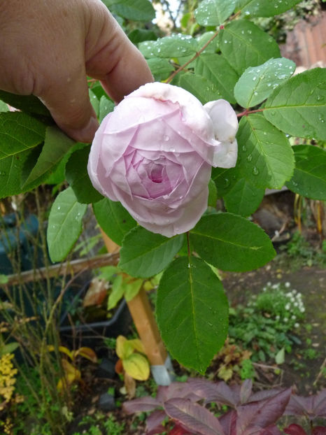  - 2021 - 03 - Toamna