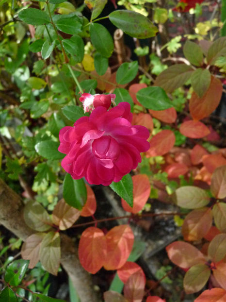  - 2021 - 03 - Toamna