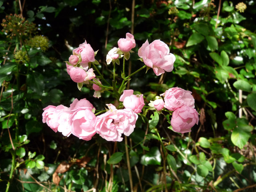  - 2021 - 03 - Toamna