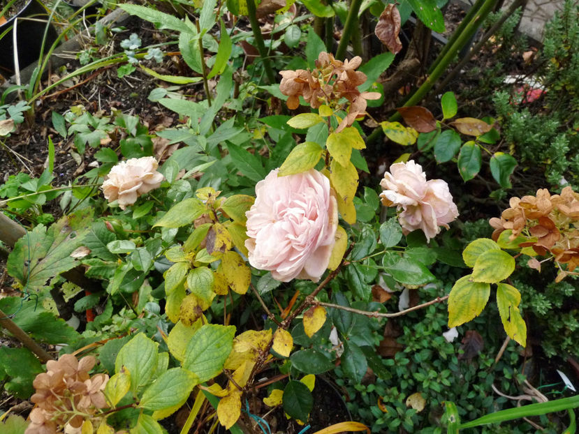  - 2021 - 03 - Toamna