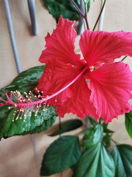  - Hibiscus 2015-2024