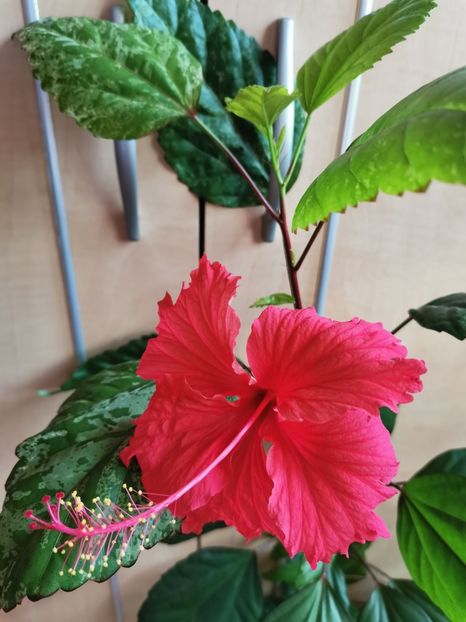  - Hibiscus 2015-2024