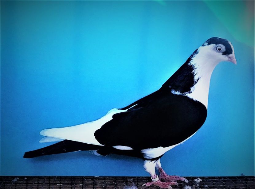 12260  femelă  2021_1 - tineret 2021