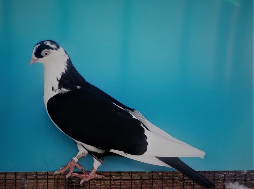 12260  femelă  2021_2 - tineret 2021