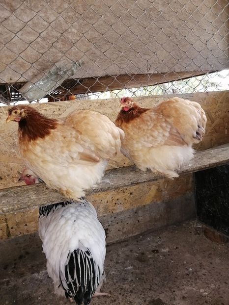 Cochin grau auriu - 2021 Cochin Grau Auriu