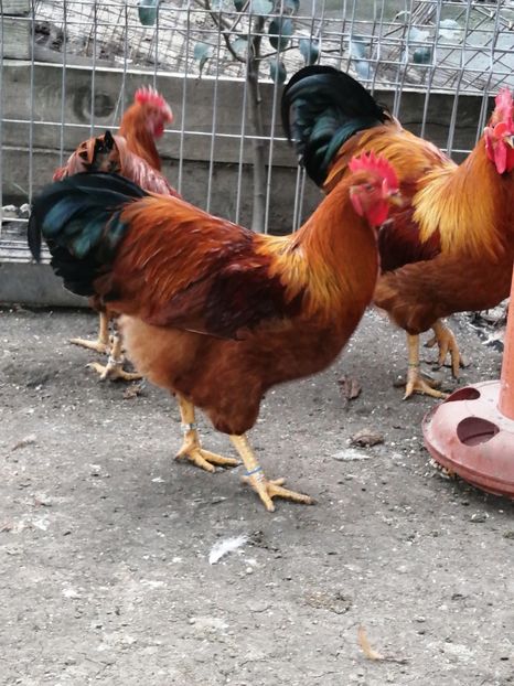 Cocos New Hampshire - 2021 New Hampshire