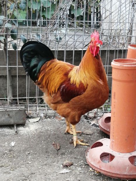 Cocos New Hampshire - 2021 New Hampshire