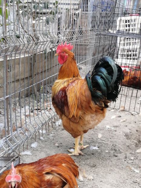 Cocos New Hampshire - 2021 New Hampshire