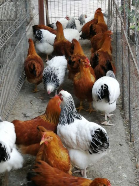 gaini New Hampshire - 2021 New Hampshire