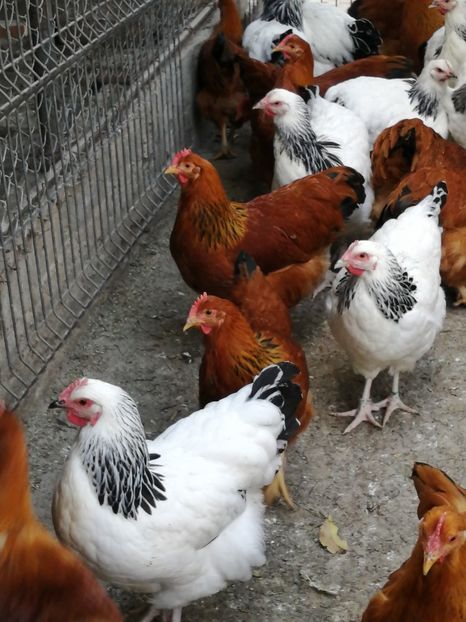 gaini New Hampshire - 2021 New Hampshire