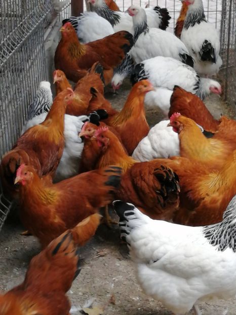 gaini New Hampshire - 2021 New Hampshire