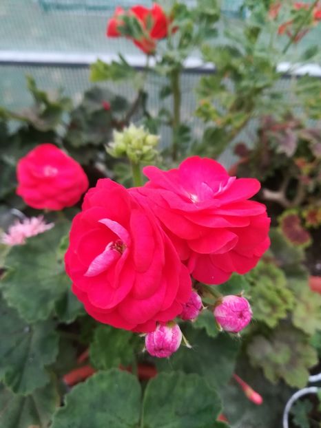 Viva Rositta - A-Muscate 2021