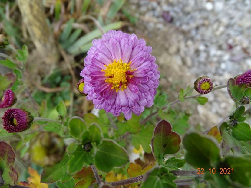 chrysanthemum Mei Kyo - Dobarland 2021 5