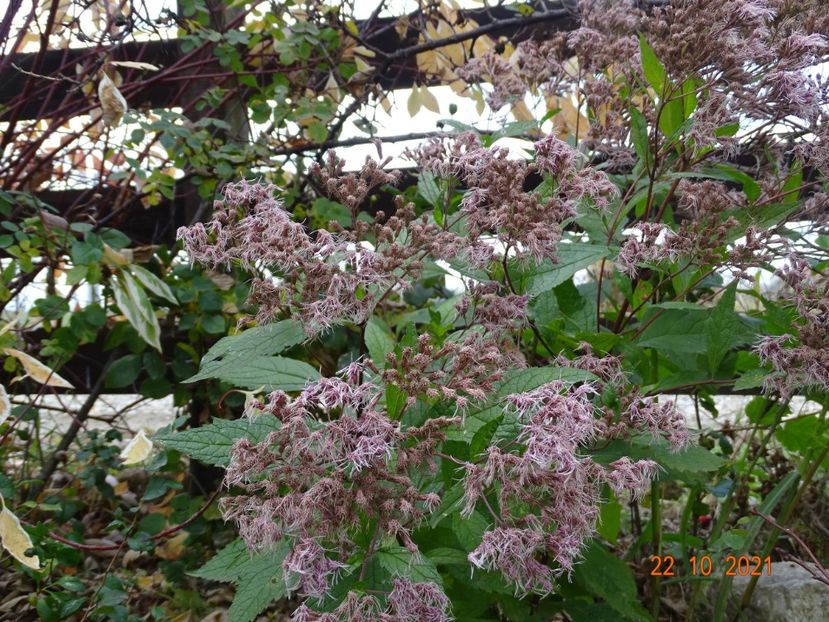 eupatorium Purple Blush - Dobarland 2021 5
