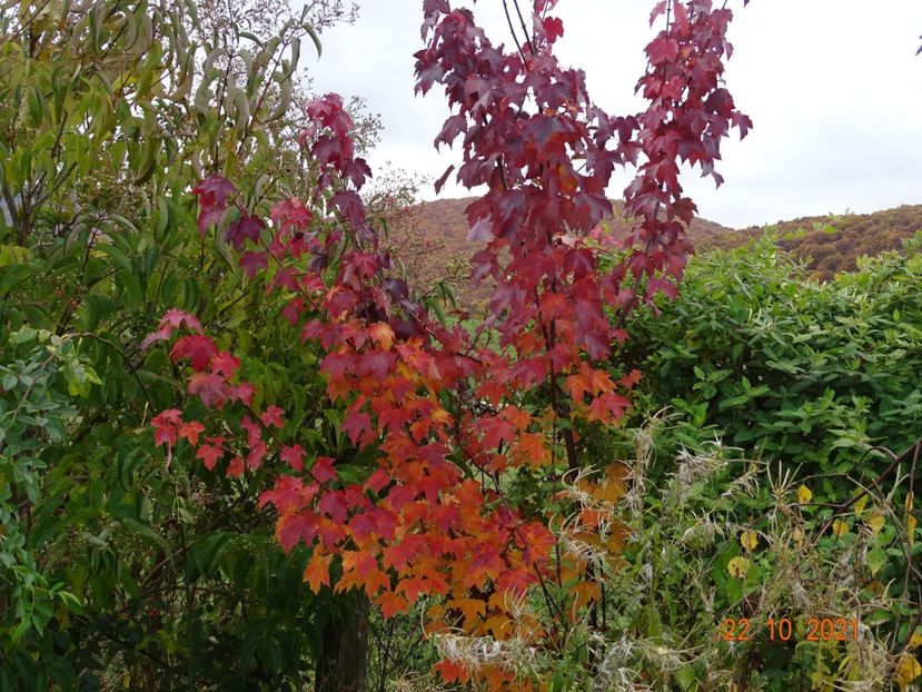 acer October Glory - Dobarland 2021 5