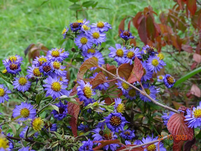 aster Island Barbados - Dobarland 2021 5