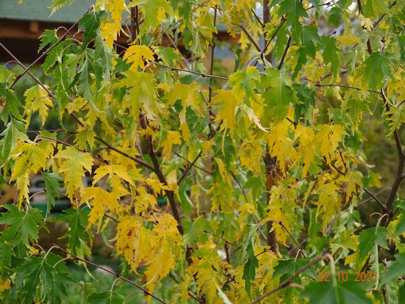 betula Dalecarlica - Dobarland 2021 5