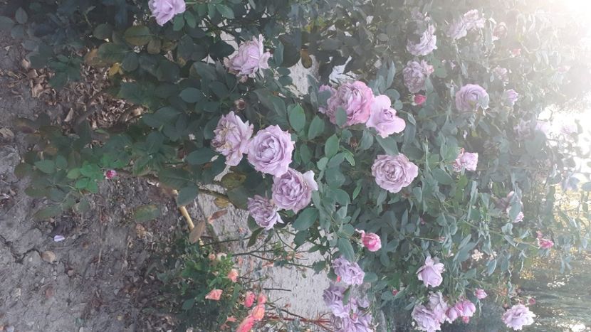 Novalis - Trandafiri 2021