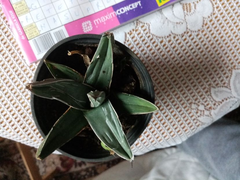  - Disponibile octombrie 20 21