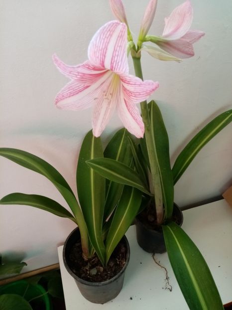 Crin hipeastrum 30 lei,ghiveci cu 3 bulbi - Disponibile octombrie 20 21