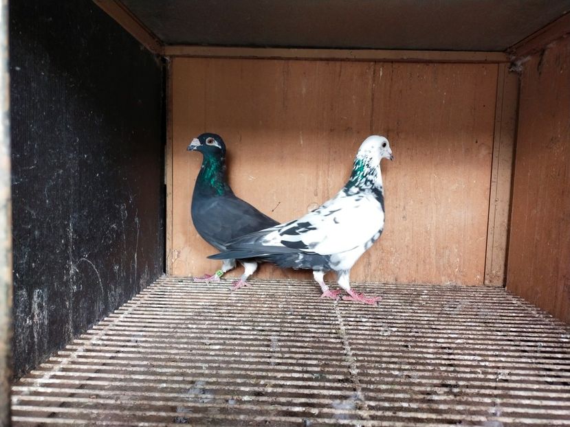  - ANDALUZI HOMOZIGOTI