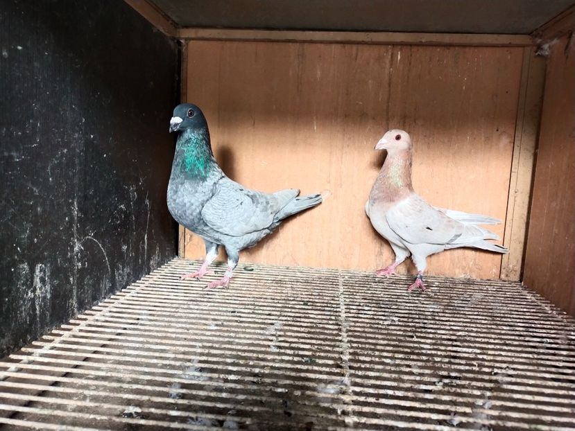  - ANDALUZI HOMOZIGOTI