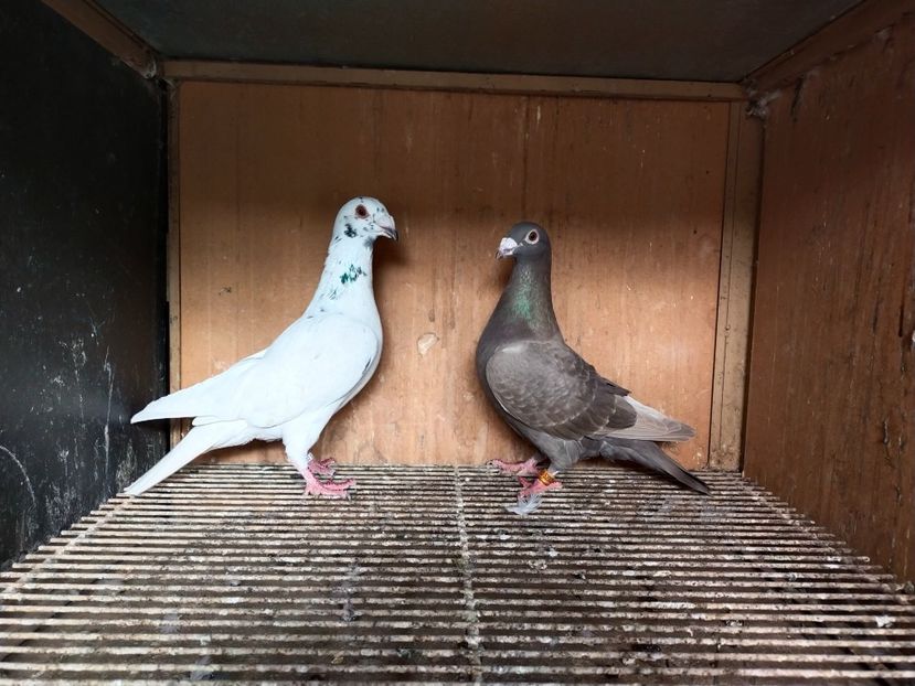  - ANDALUZI HOMOZIGOTI