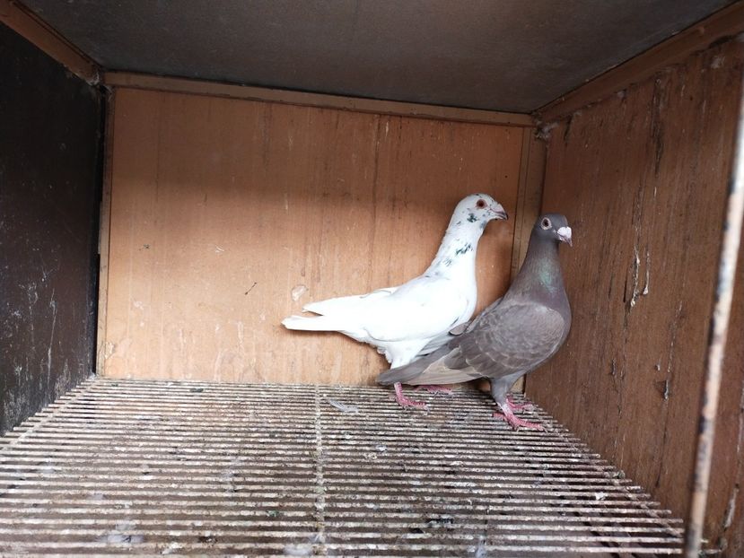  - ANDALUZI HOMOZIGOTI