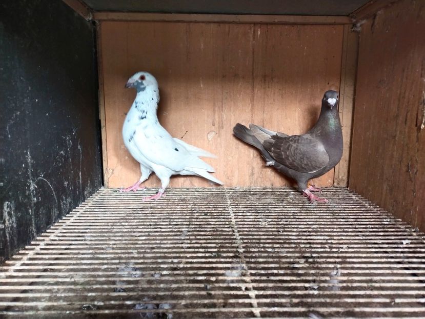  - ANDALUZI HOMOZIGOTI