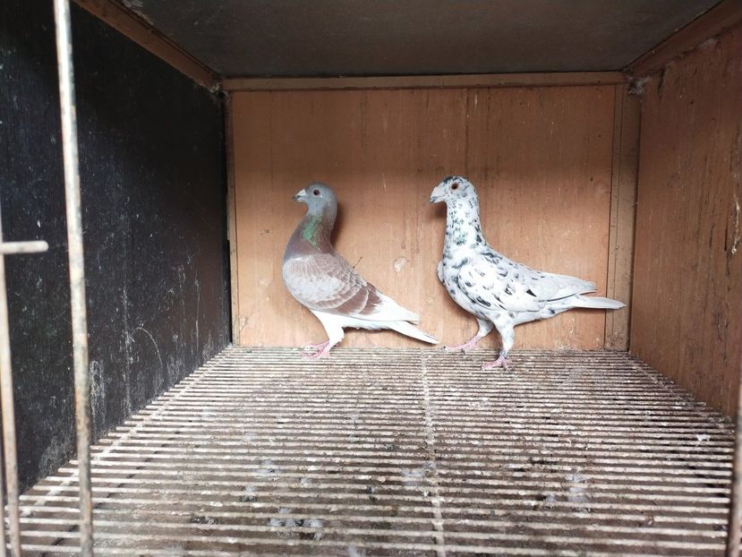  - ANDALUZI HOMOZIGOTI