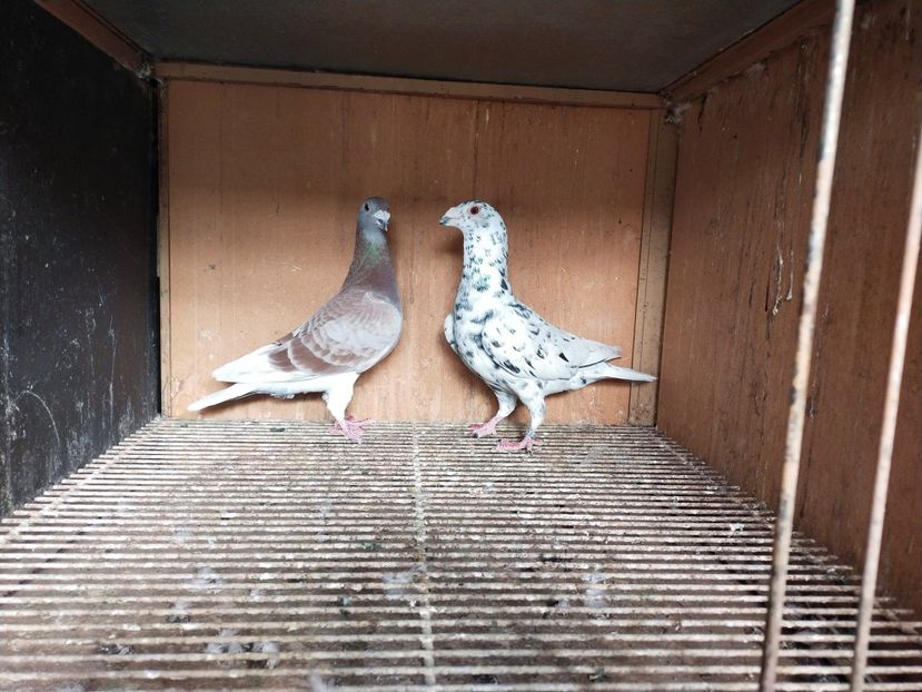  - ANDALUZI HOMOZIGOTI