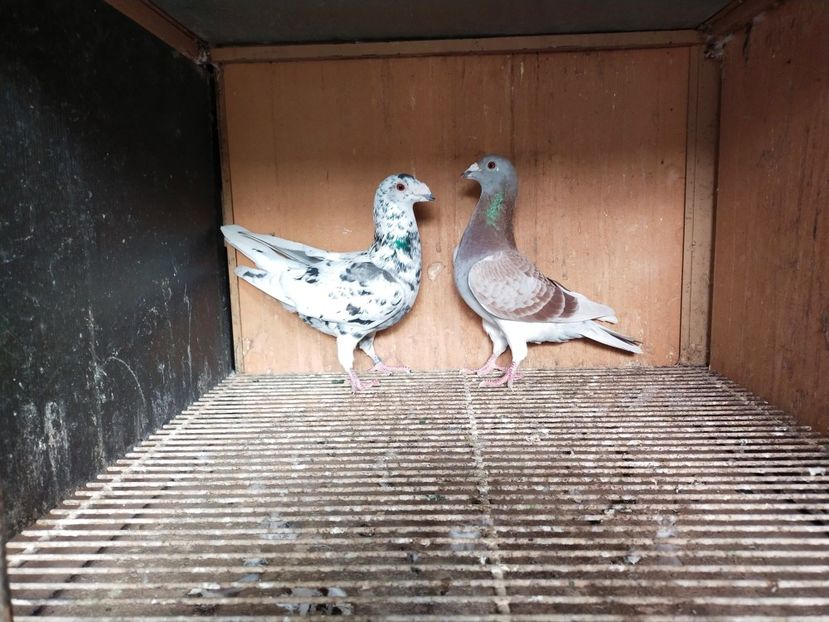  - ANDALUZI HOMOZIGOTI