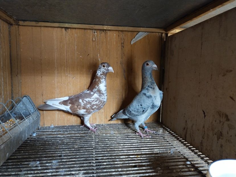  - ANDALUZI HOMOZIGOTI