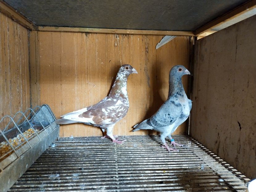  - ANDALUZI HOMOZIGOTI