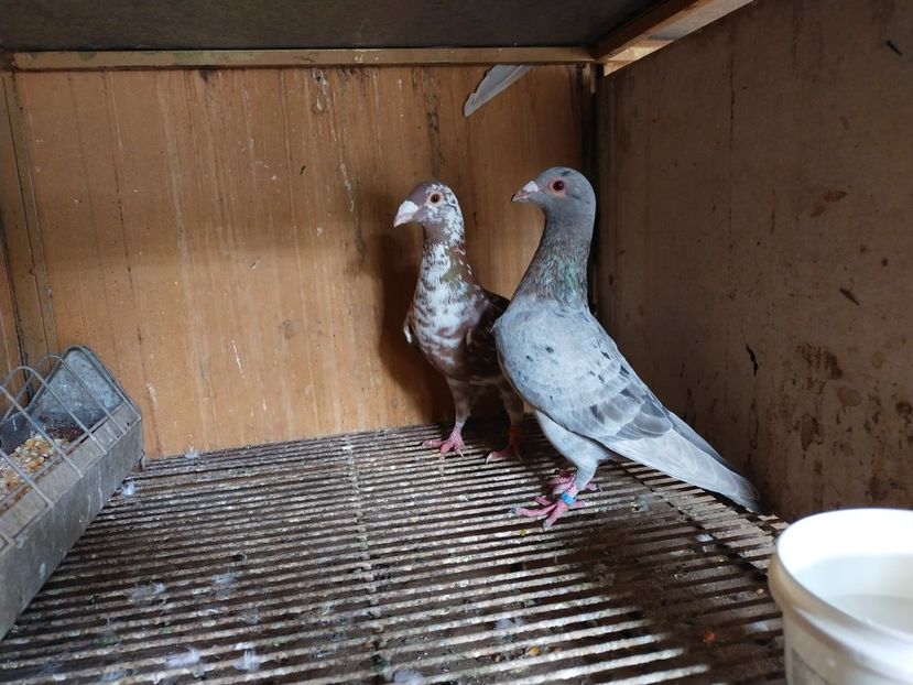  - ANDALUZI HOMOZIGOTI