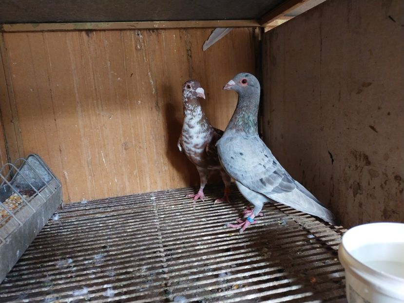  - ANDALUZI HOMOZIGOTI