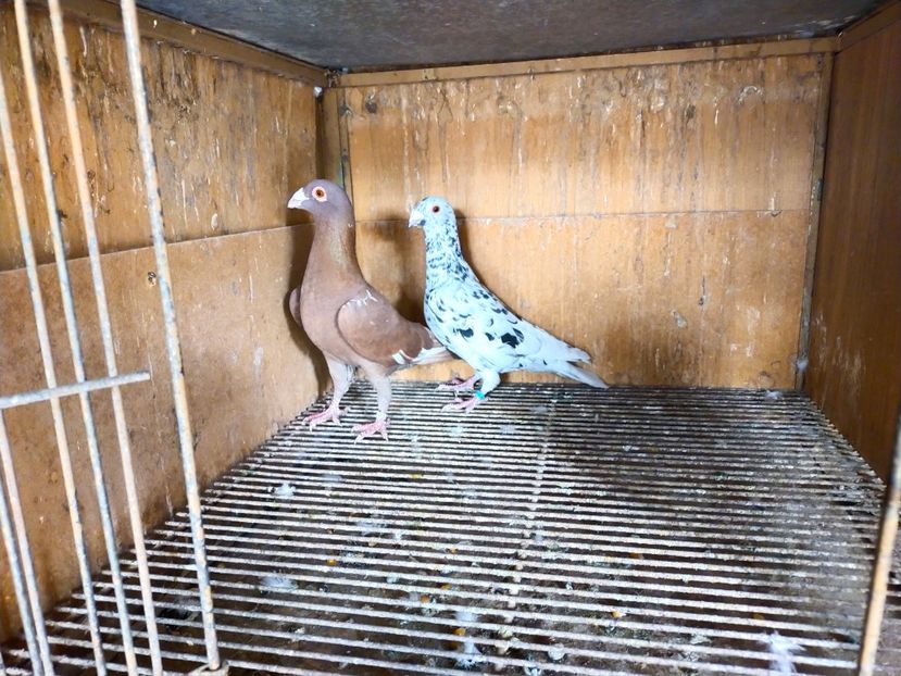  - ANDALUZI HOMOZIGOTI