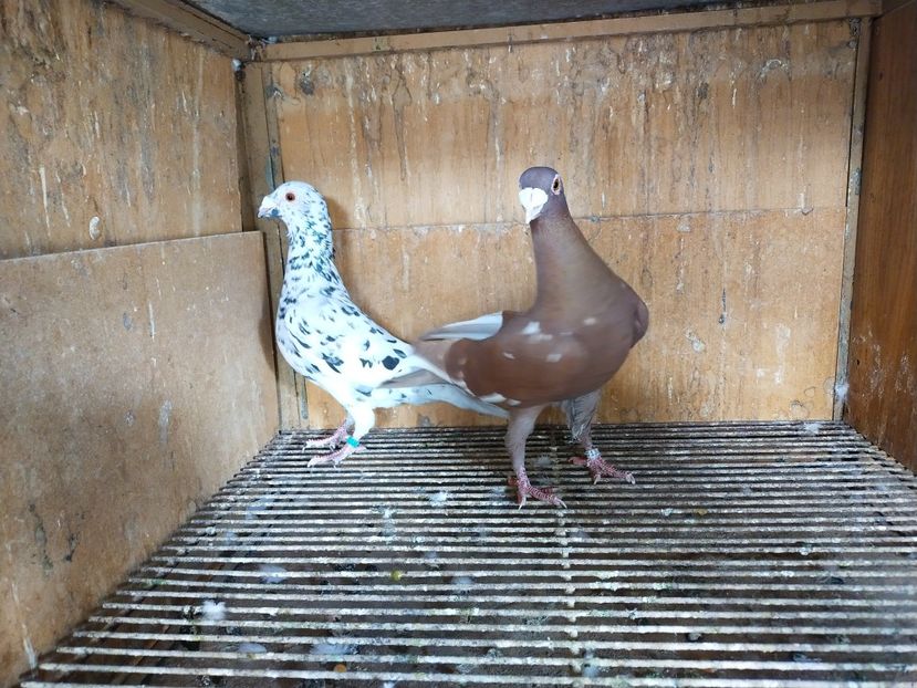  - ANDALUZI HOMOZIGOTI