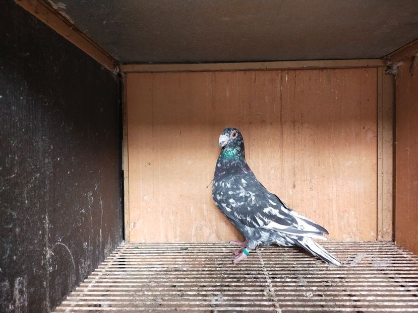  - ANDALUZI HOMOZIGOTI