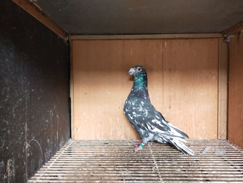  - ANDALUZI HOMOZIGOTI