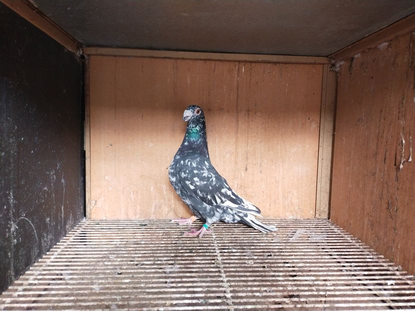  - ANDALUZI HOMOZIGOTI