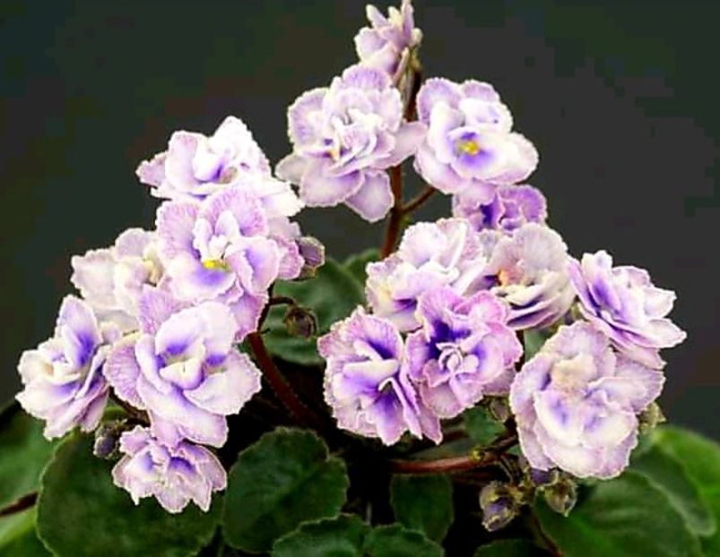 Persian Lace 7 lei - AA Poze net