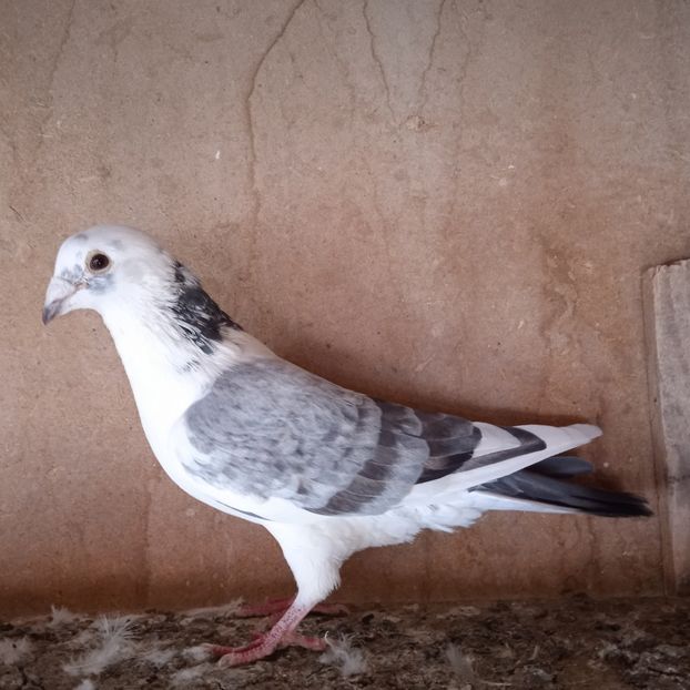 Mascul 19-503....- Glodeni - Porumbei vanduti