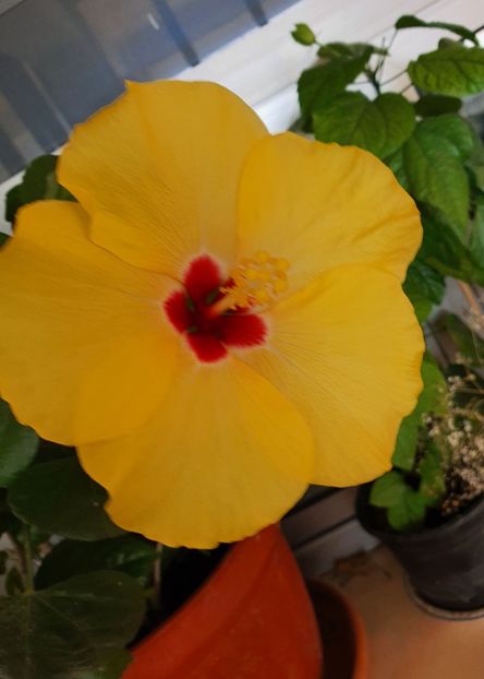  - Hibiscus
