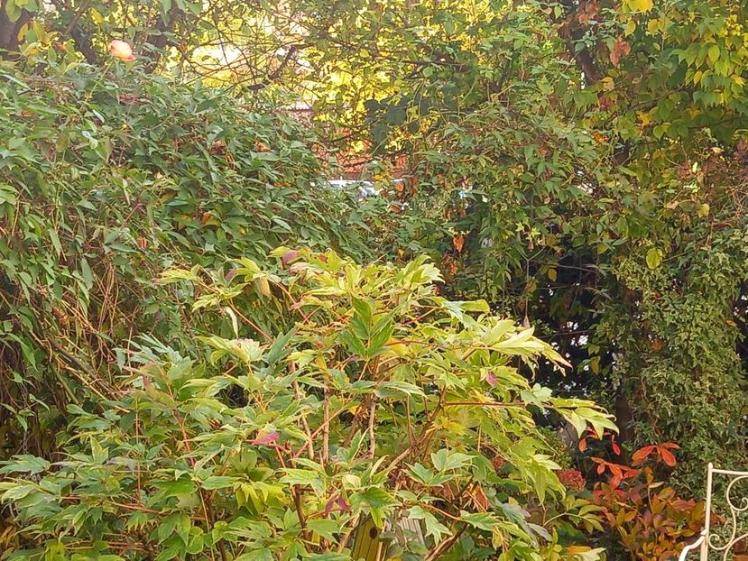 23.10.2021 - Grădina 2021 continuare 2