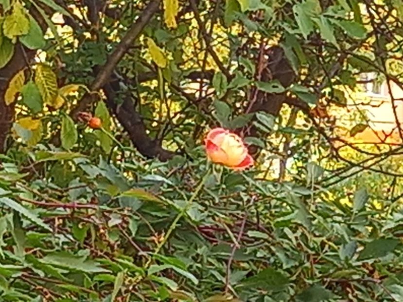  - Grădina 2021 continuare 2