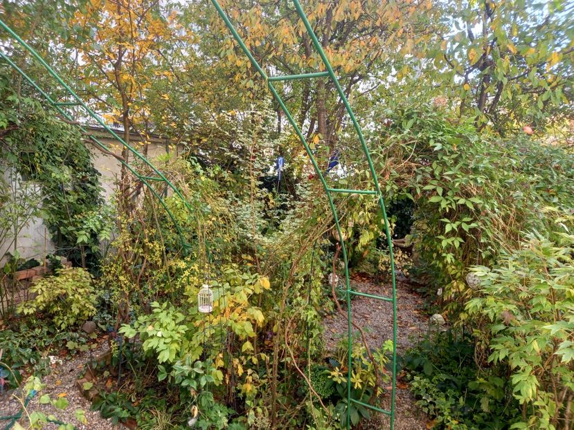  - Grădina 2021 continuare 2