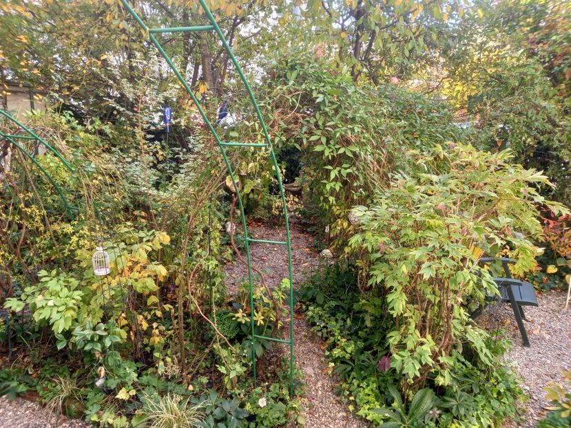  - Grădina 2021 continuare 2