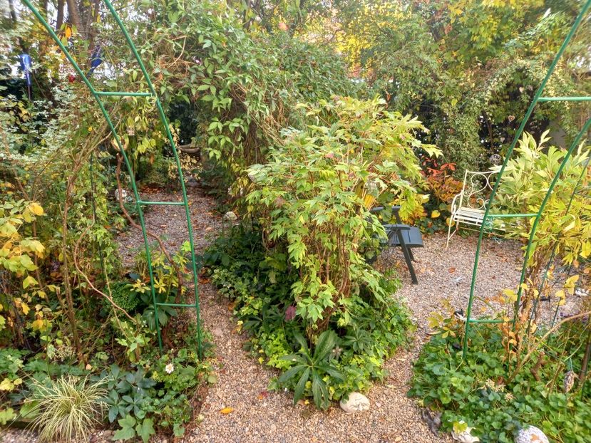  - Grădina 2021 continuare 2