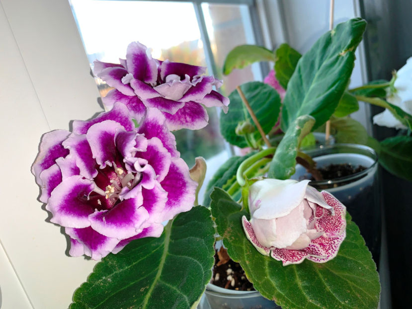  - Gloxinia 2021